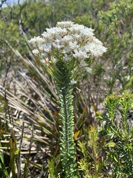 Image of Conospermum ellipticum Sm.