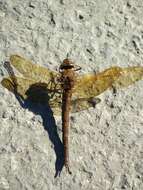 Image of Brown Hawker