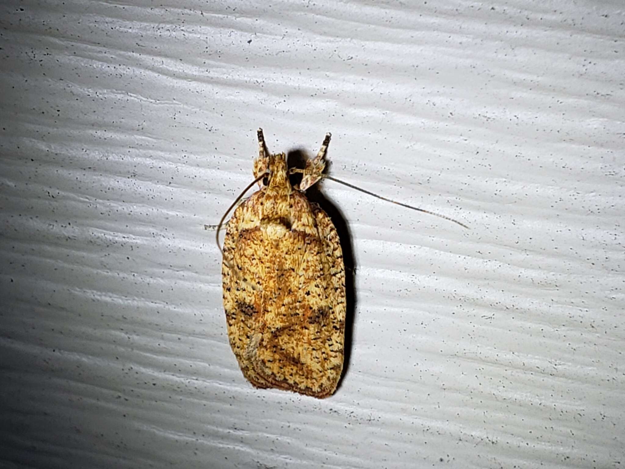 Image of Four-dotted Agonopterix