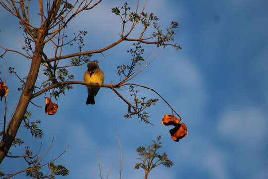 Image of Cassin's Kingbird