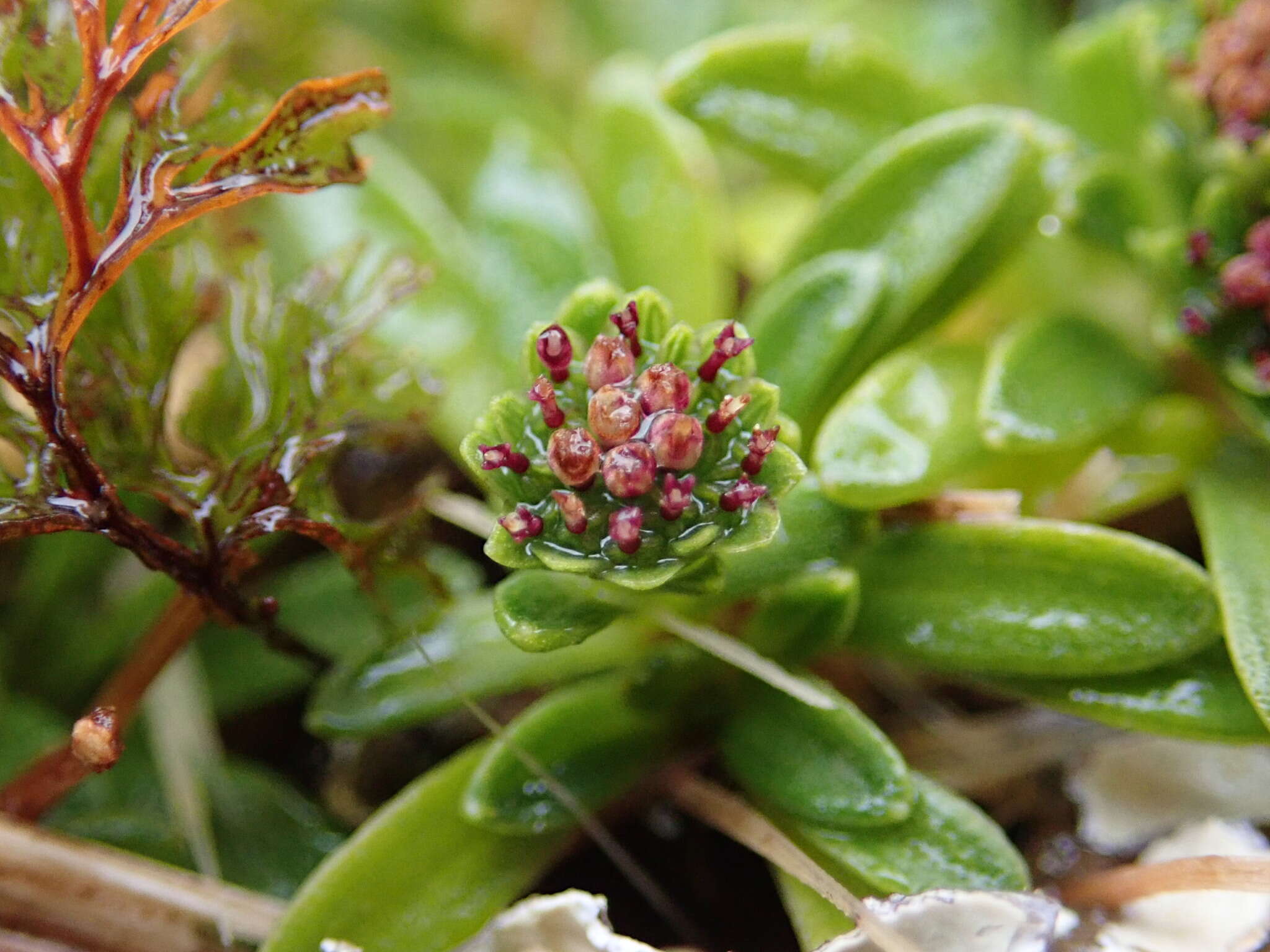 Image of Abrotanella spathulata (Hook. fil.) Hook. fil.