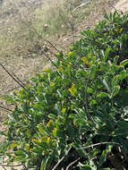 Image of Cobb Mountain lupine