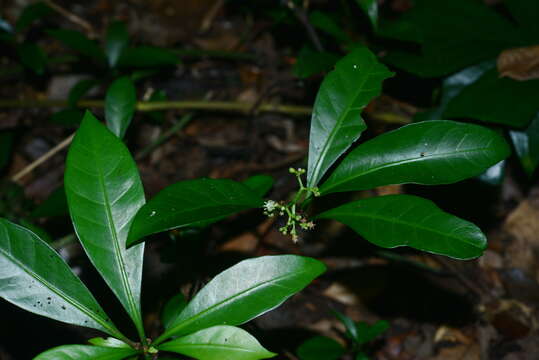 Image of Psychotria manillensis Bartl. ex DC.