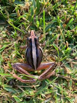 Image of Striped Stream Frog