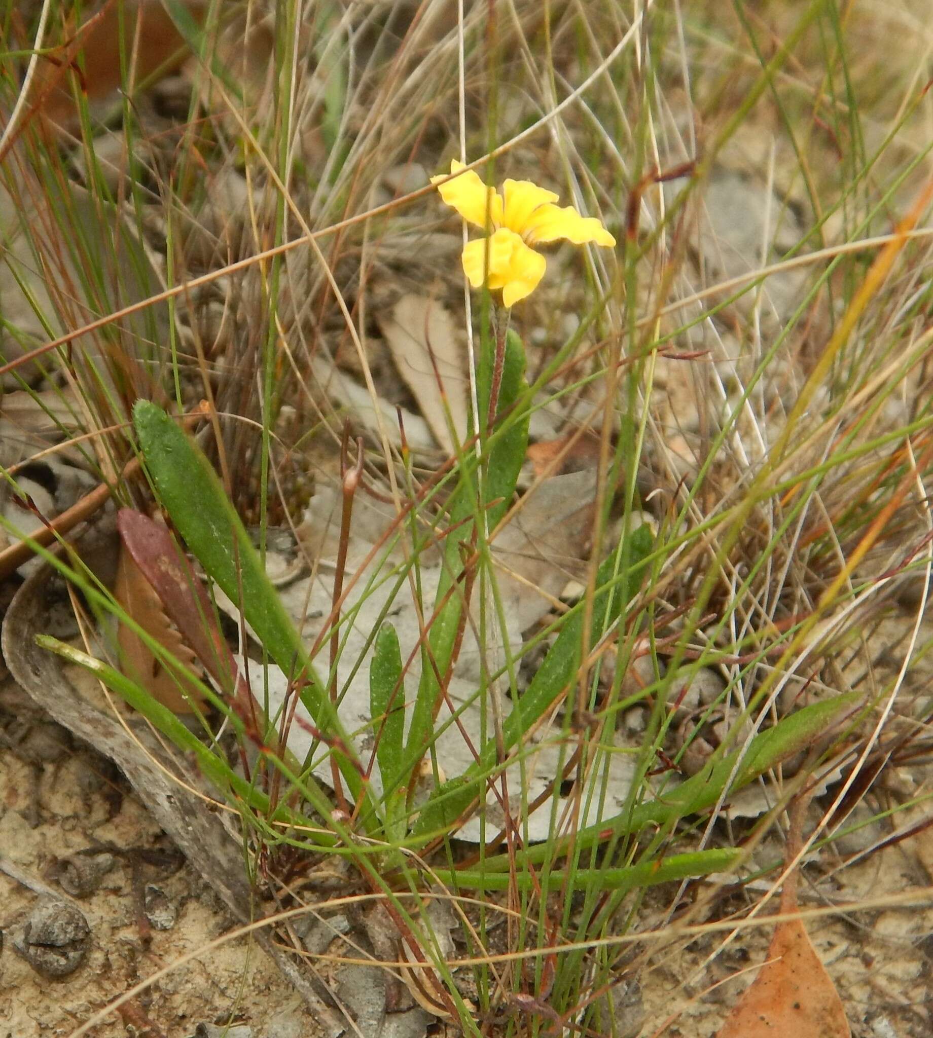 Imagem de Goodenia geniculata R. Br.