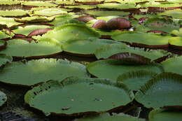 Image of giant waterlily