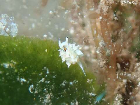 Image of Costasiella kuroshimae Ichikawa 1993