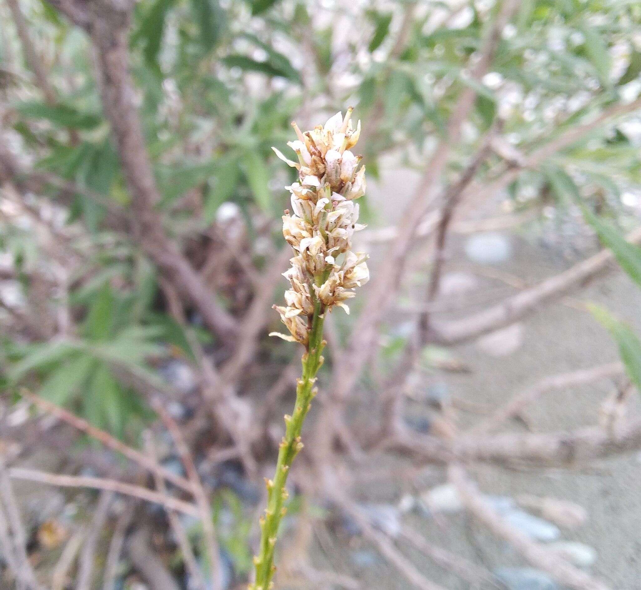 صورة Myricaria bracteata Royle