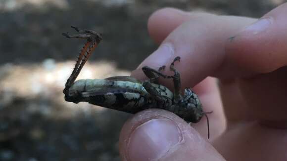 Слика од Melanoplus viola Thomas & C. 1876