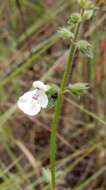 Imagem de Stachys natalensis Hochst.