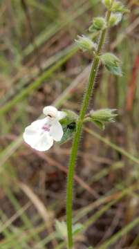 Imagem de Stachys natalensis Hochst.