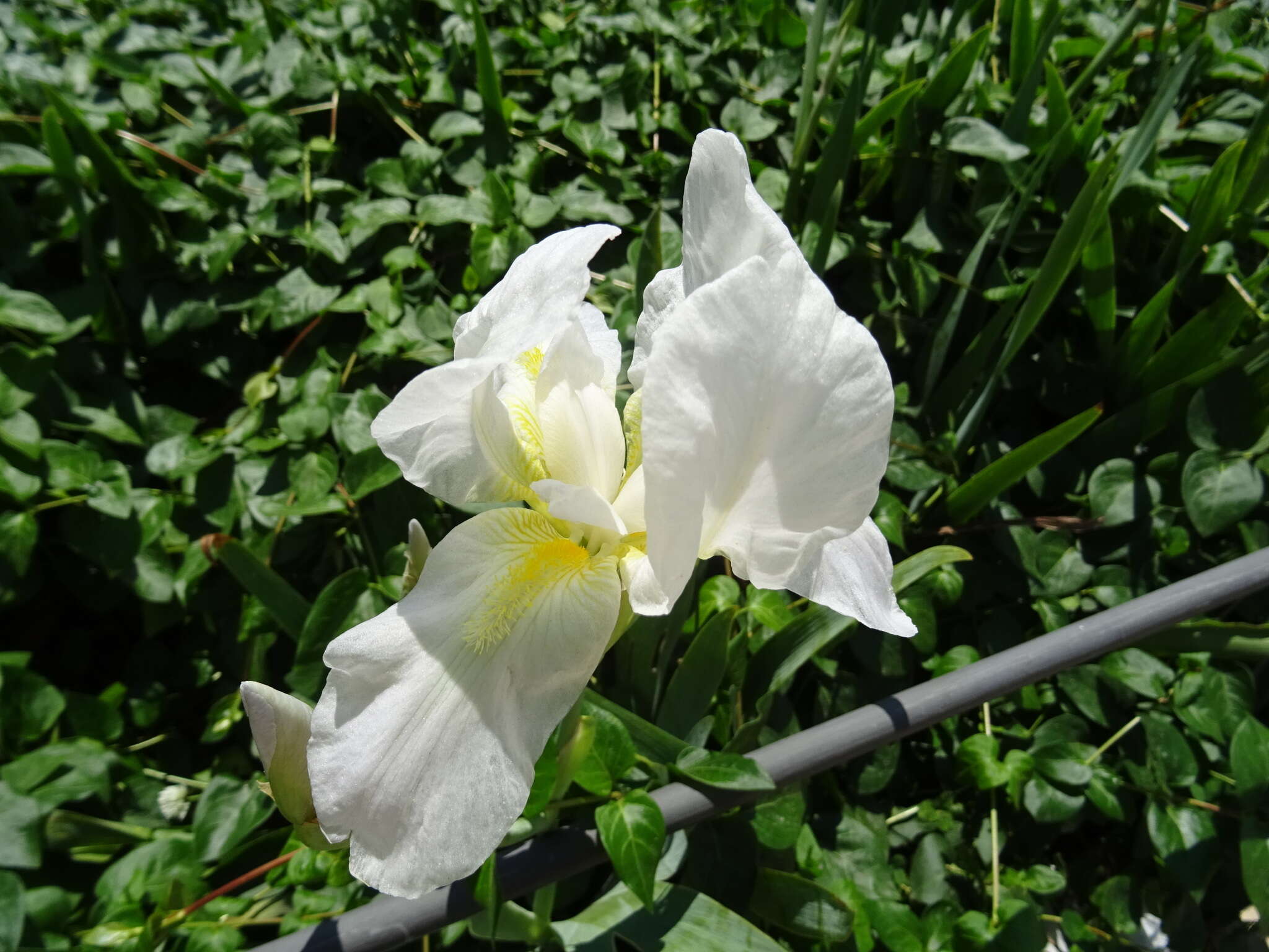 Image of Iris albicans Lange