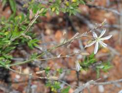 Image of Trachyandra revoluta (L.) Kunth