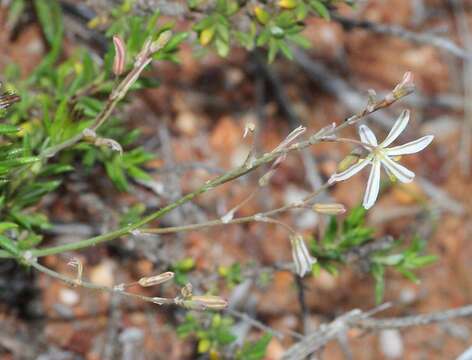 Image of Trachyandra revoluta (L.) Kunth