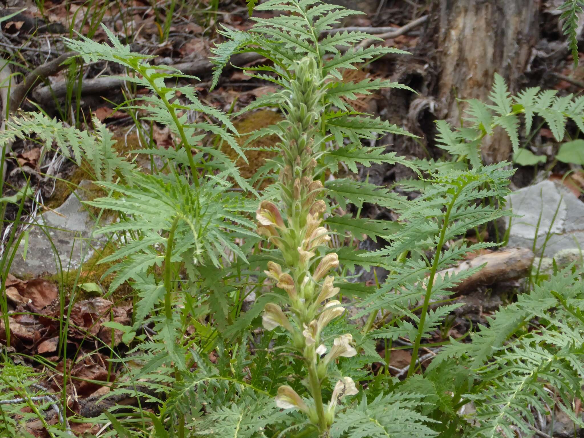 Image of Giant Lousewort