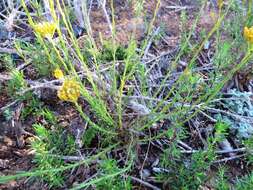 Image of Athanasia juncea (DC.) D. Dietr.