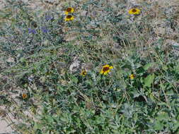 Sivun Encelia palmeri Vasey & N. E. Rose kuva