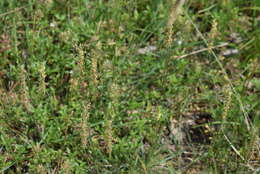 Image of Plantago holosteum Scop.