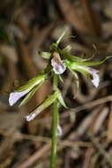 Image of Tall shield orchid