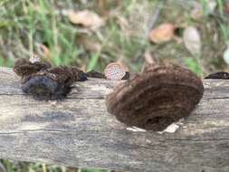 Image of Phaeotrametes decipiens (Berk.) J. E. Wright 1966