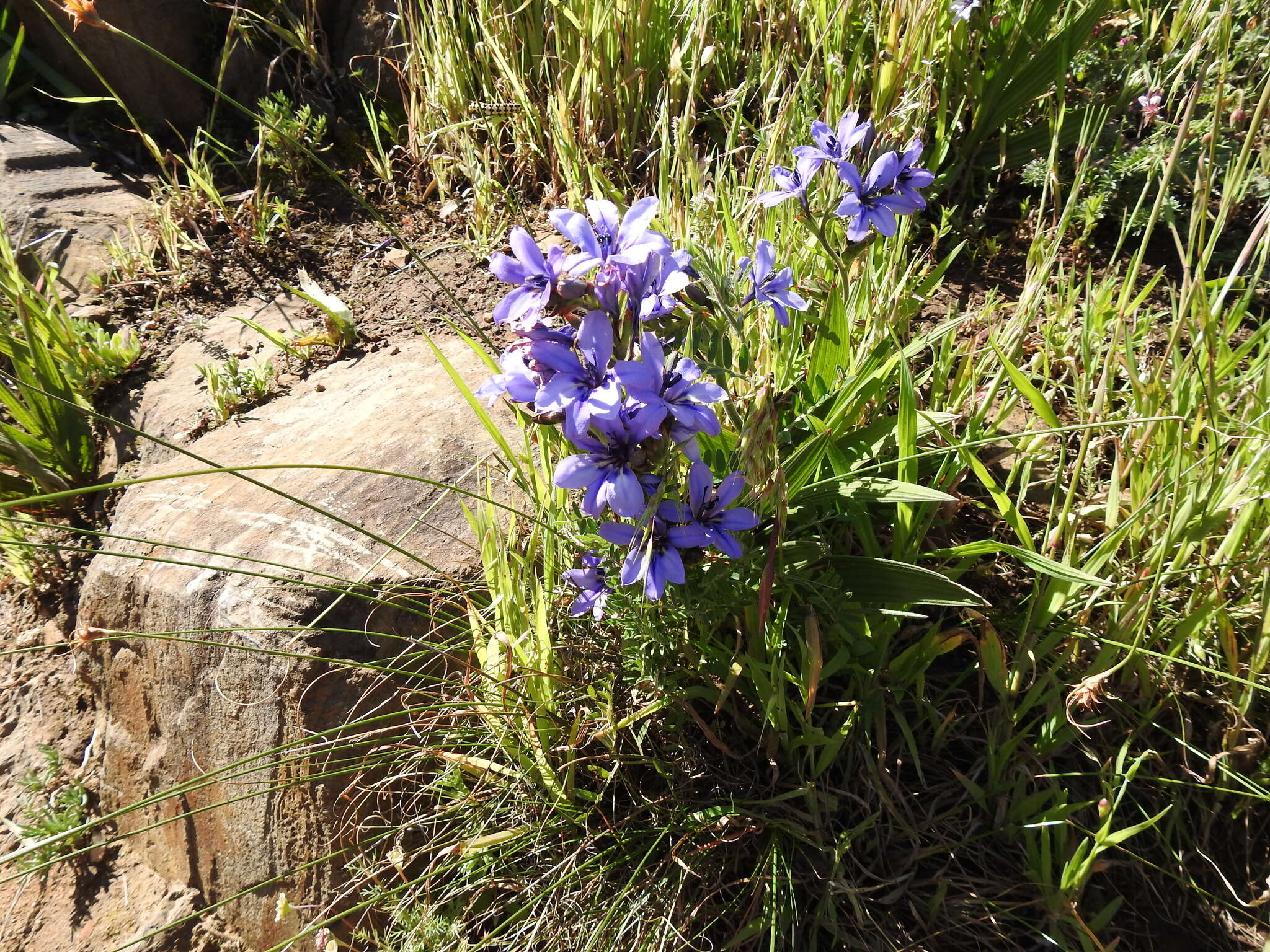 Image of Babiana fragrans (Jacq.) Steud.