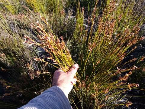 Image of Elegia juncea L.