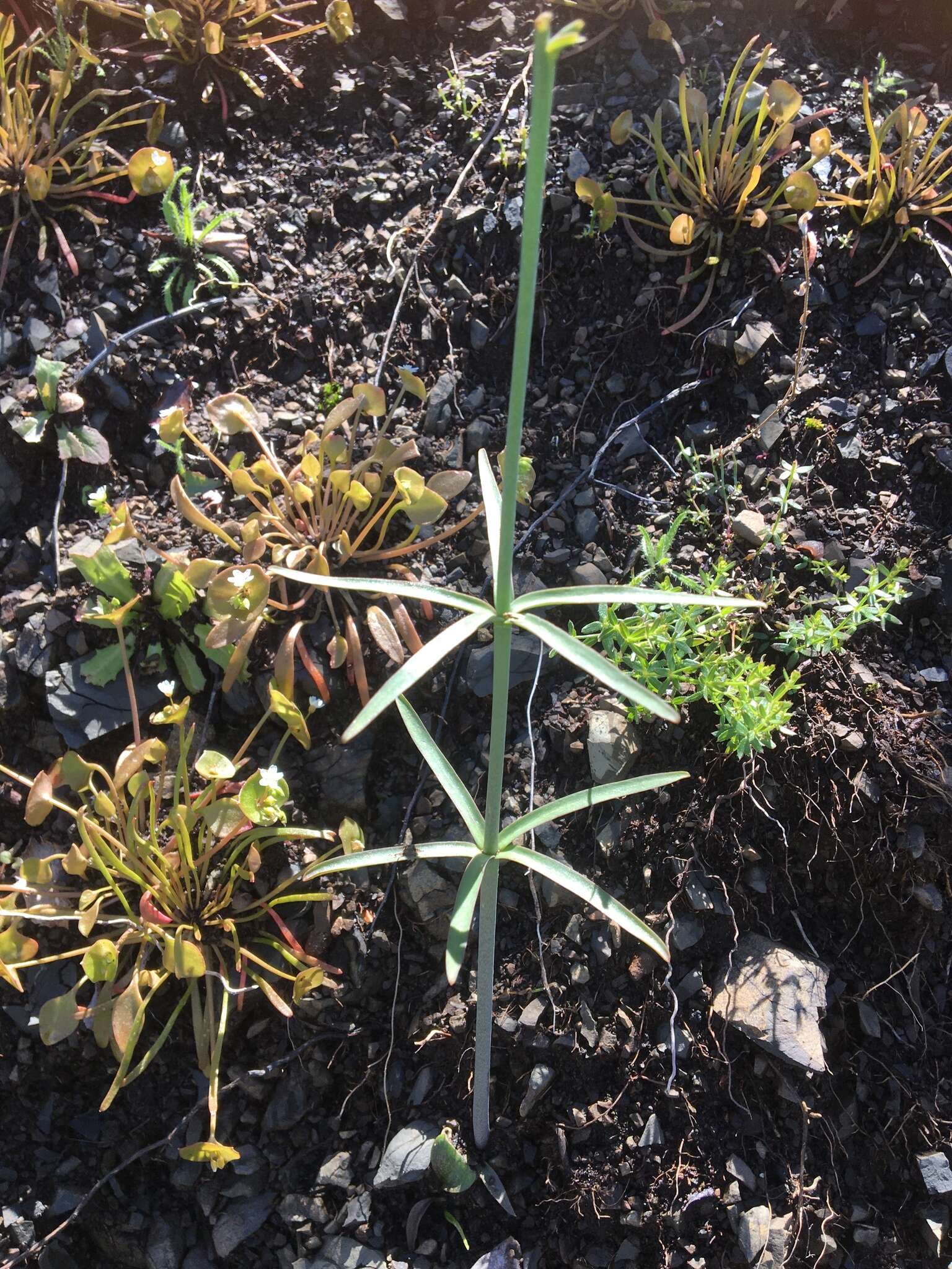 Image of Ojai fritillary