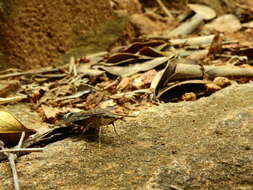 Image of Macroglossum gyrans Walker 1856