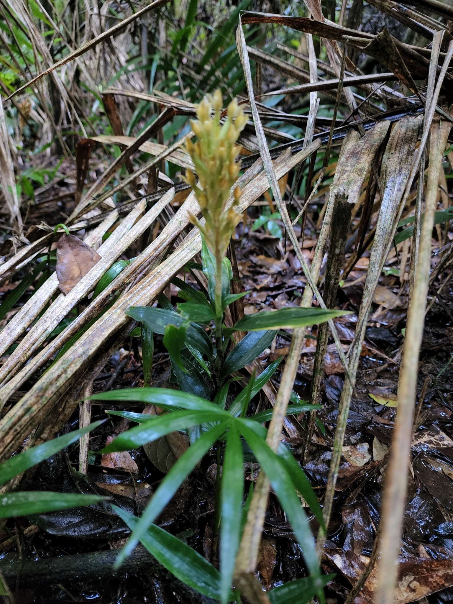 Aspidogyne commelinoides (Barb. Rodr.) Garay resmi