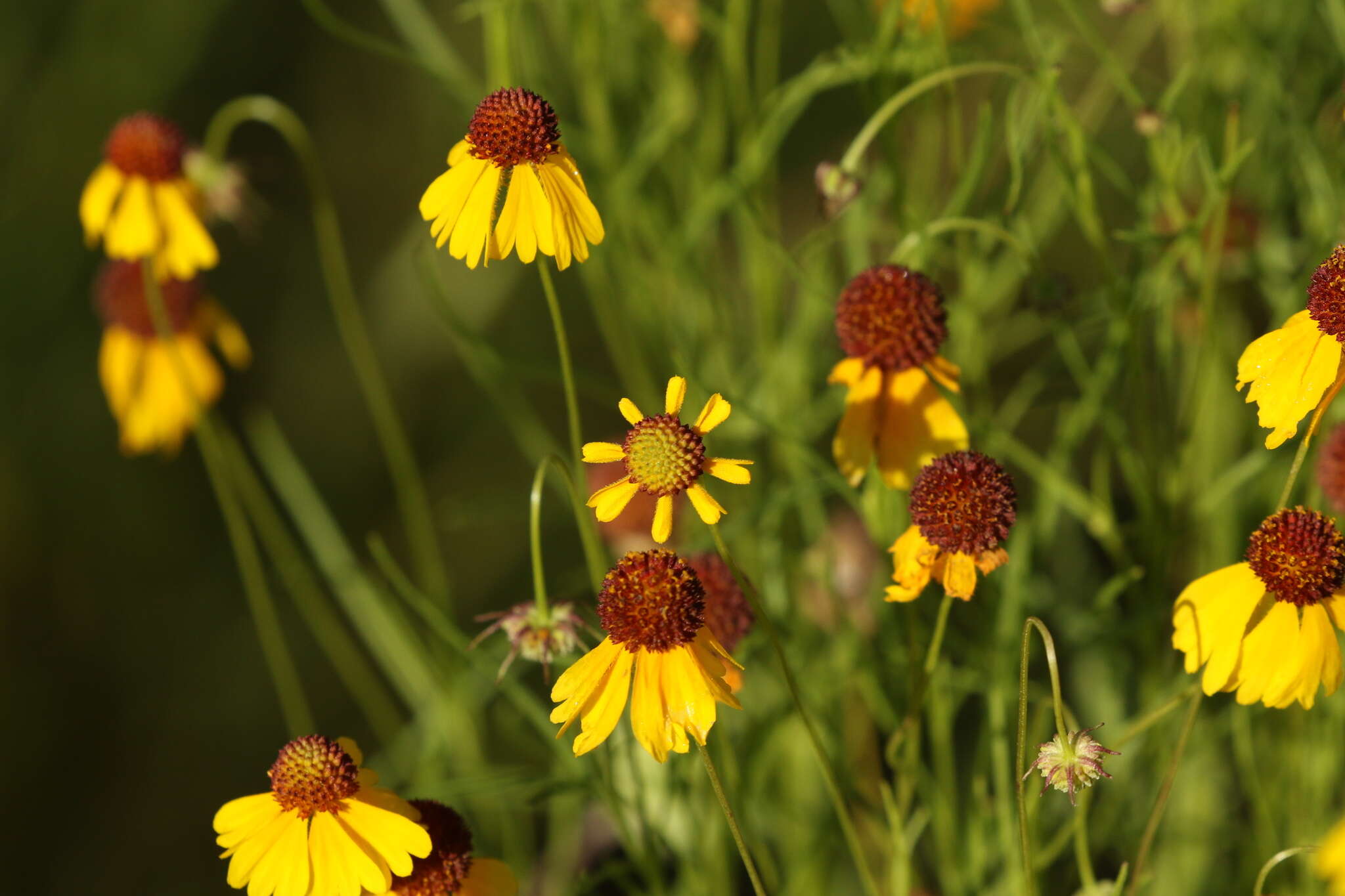 Helenium amarum var. badium (A. Gray ex S. Wats.) Waterfall resmi