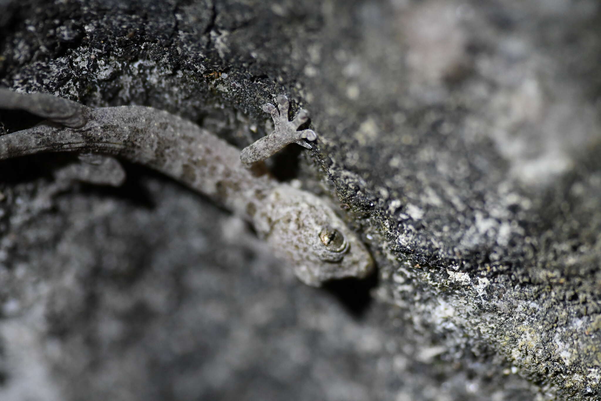 Image of Gray's Chinese Gecko