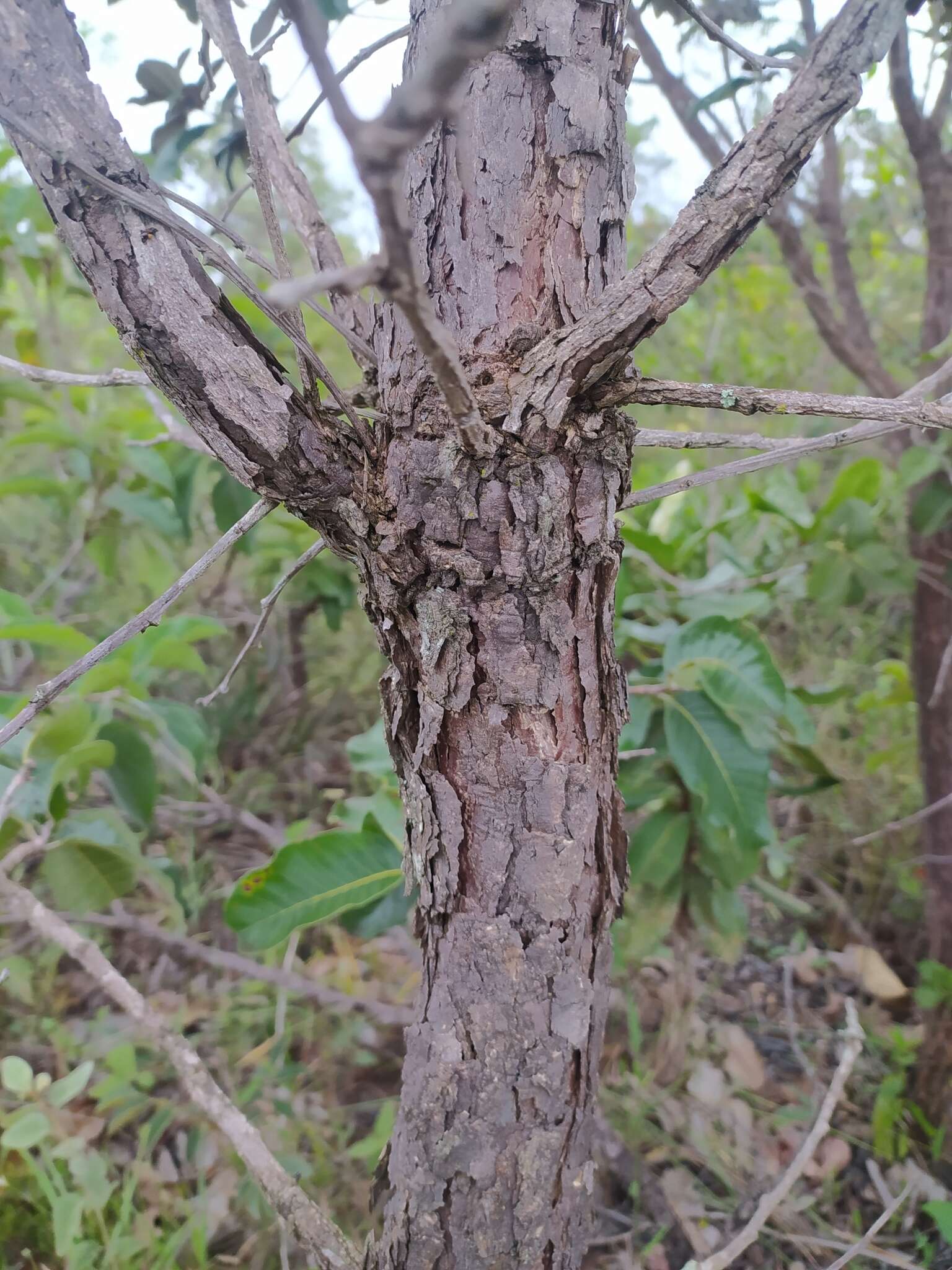 Plancia ëd Couepia grandiflora (Mart. & Zucc.) Benth. ex Hook. fil.