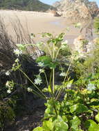 Image of Knowltonia vesicatoria subsp. grossa H. Rasmussen