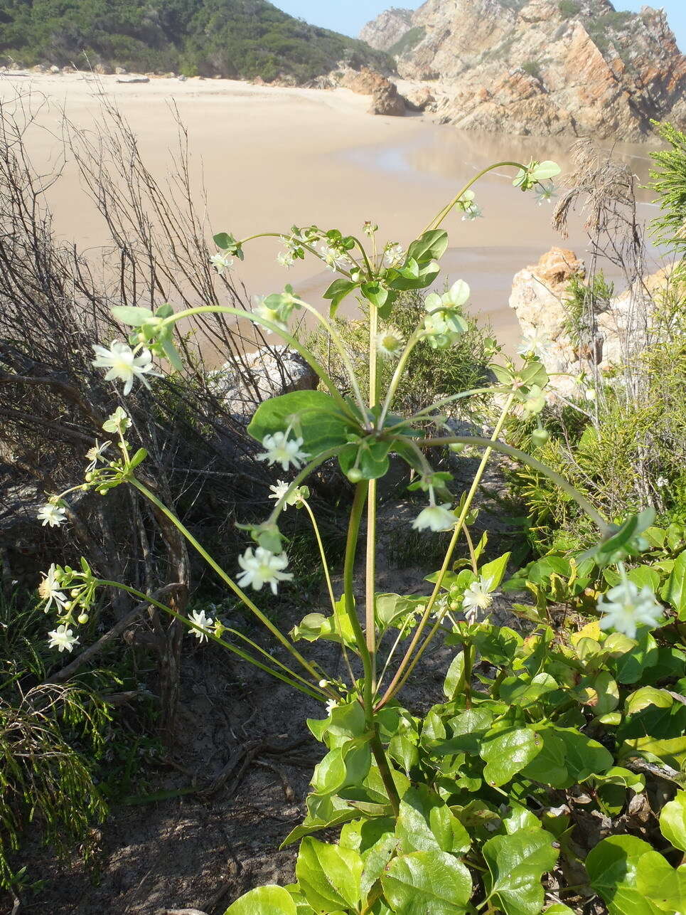 Image of Knowltonia vesicatoria subsp. grossa H. Rasmussen