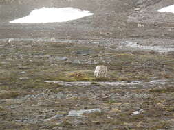 Image of Svalbard reindeer