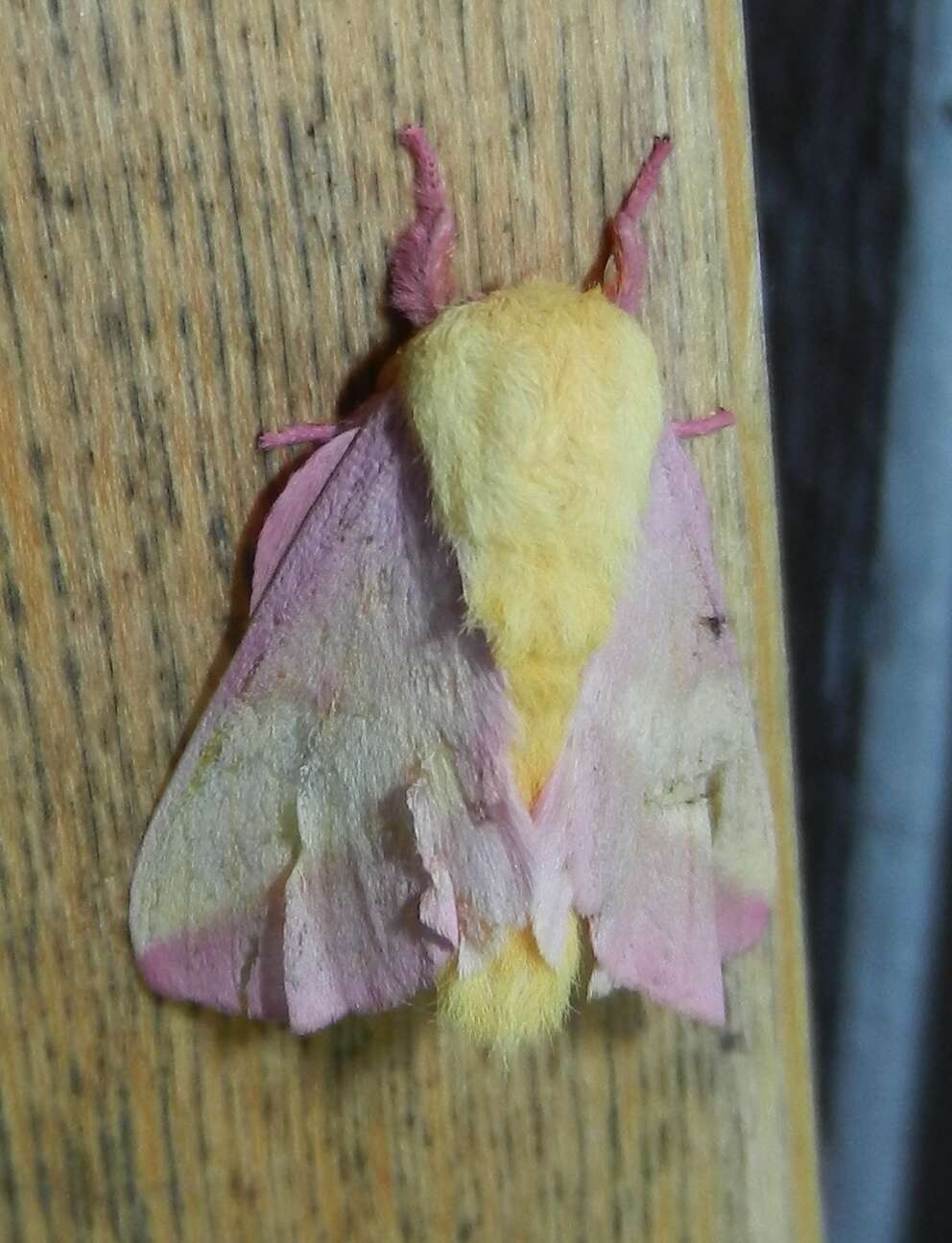 Dryocampa Rubicunda aka the Rosy Maple Moth