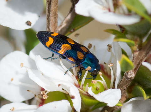 Image of Castiarina bicolor (Gory & Laporte 1838)