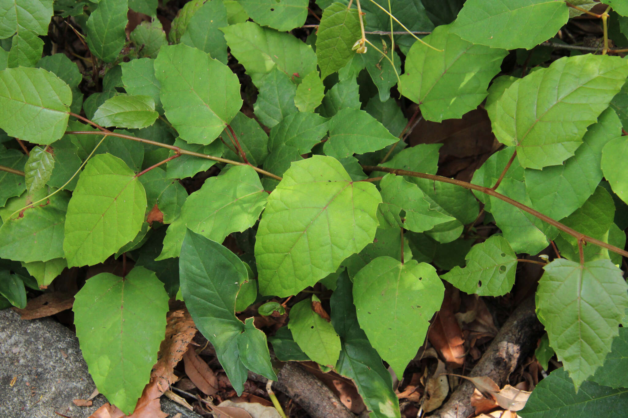 Image of kangaroo vine