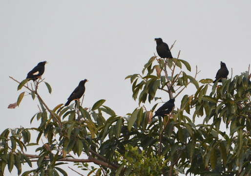 Image of Crested Myna