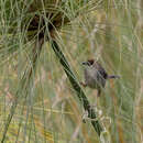 Image of Carruthers's Cisticola