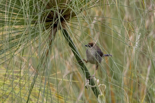 Image of Carruthers's Cisticola