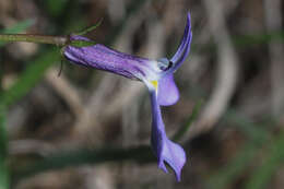 Image of Diastatea tenera (A. Gray) McVaugh