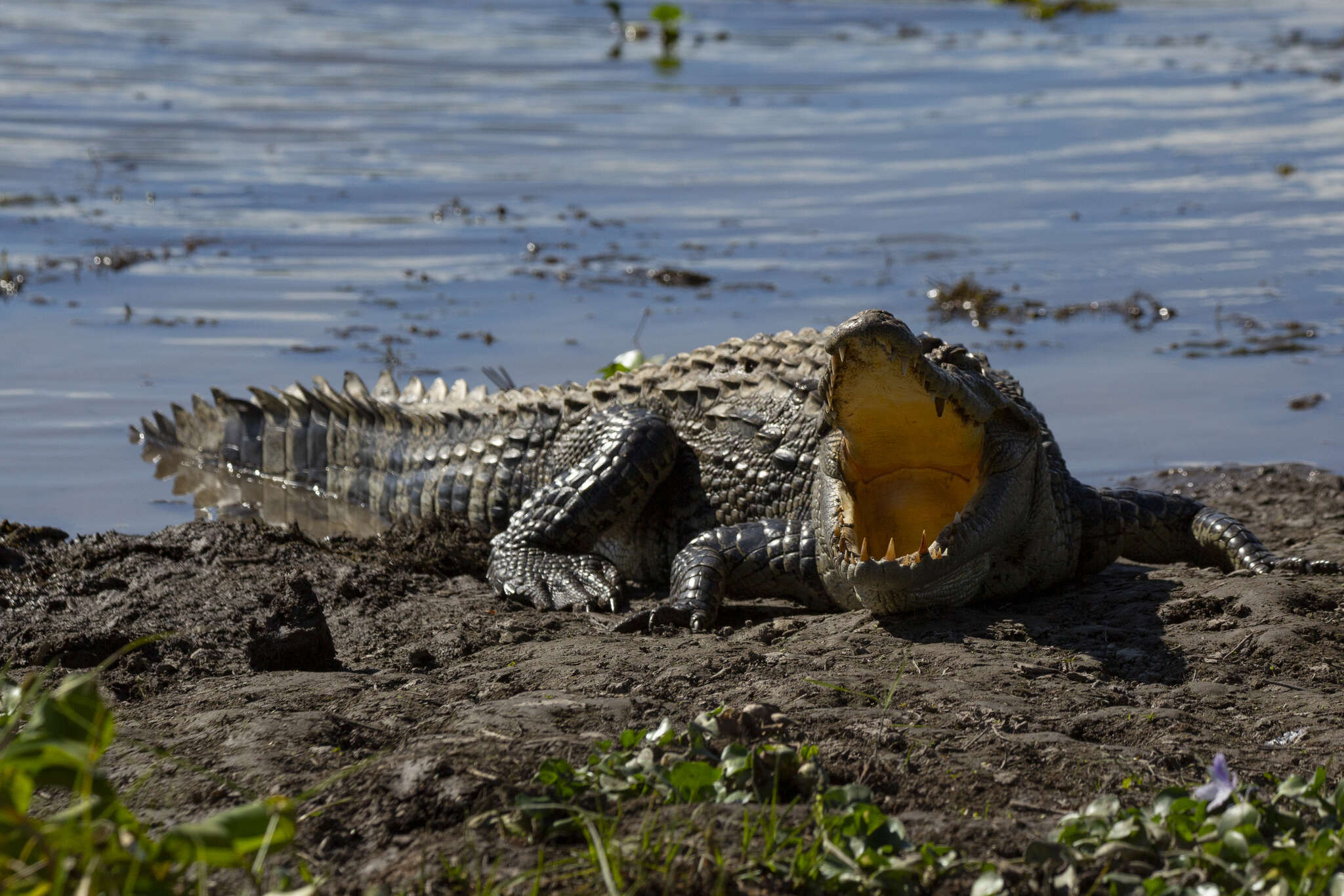 Image of Siamese Crocodile