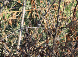 Image of Black-chested Sparrow