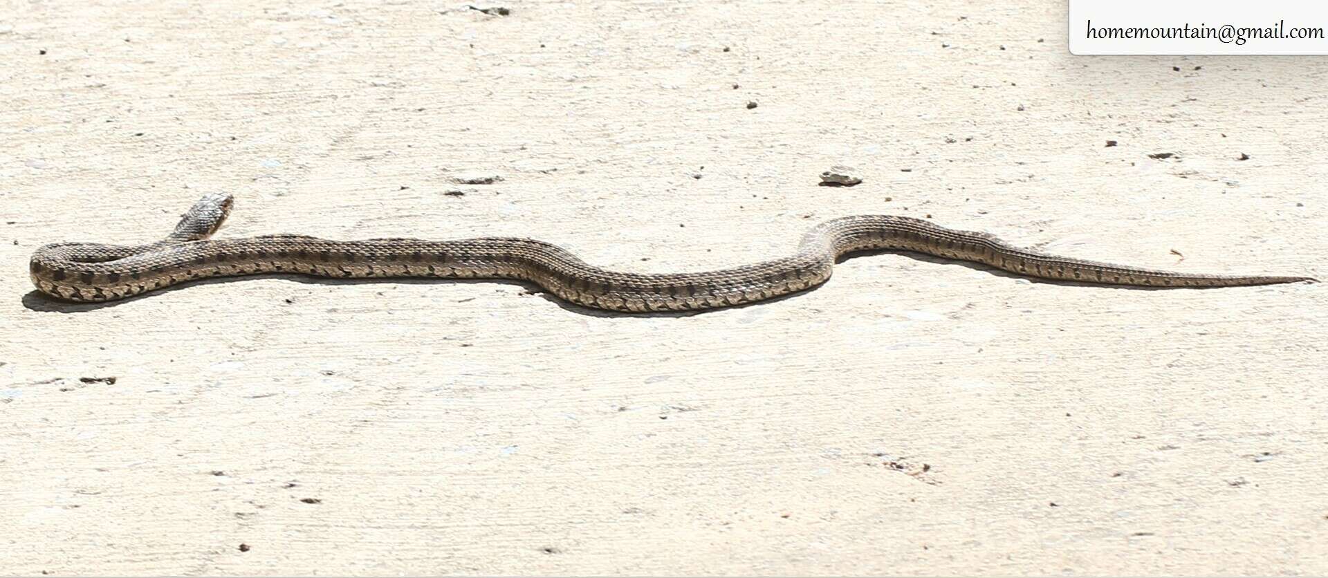 Image of Pere David's Rat Snake