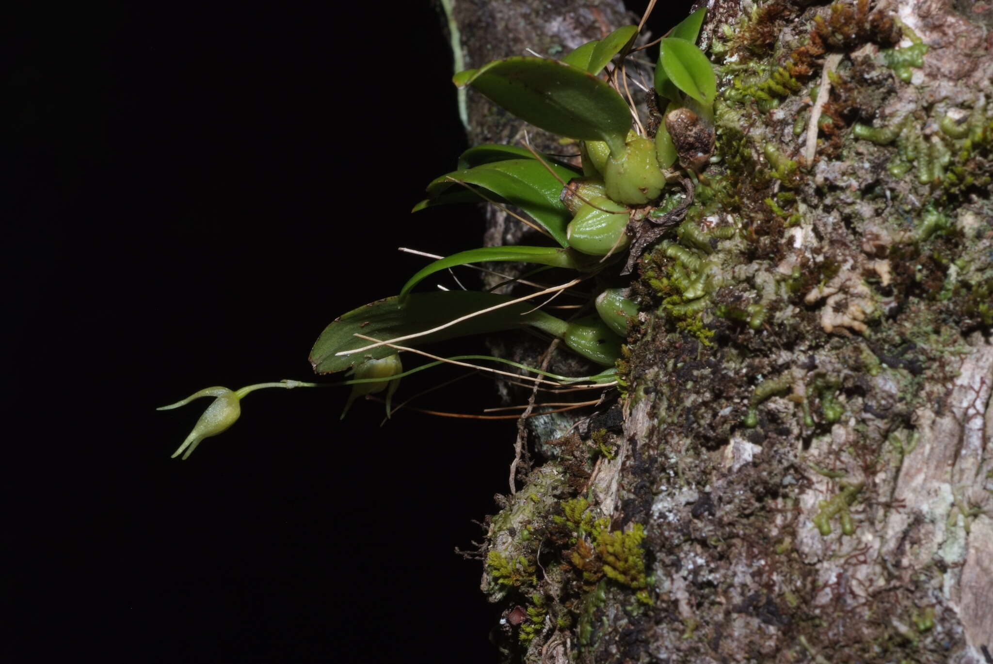 صورة Bulbophyllum aphanopetalum Schltr.