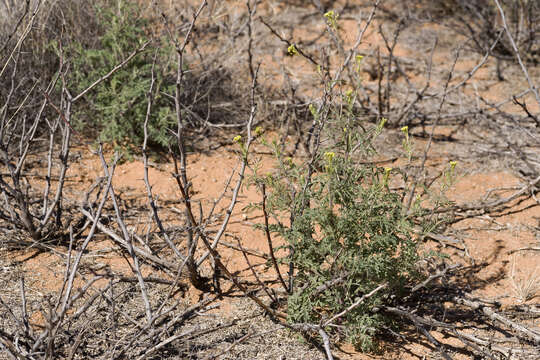 Слика од Descurainia pinnata subsp. ochroleuca (Wooton) Detling