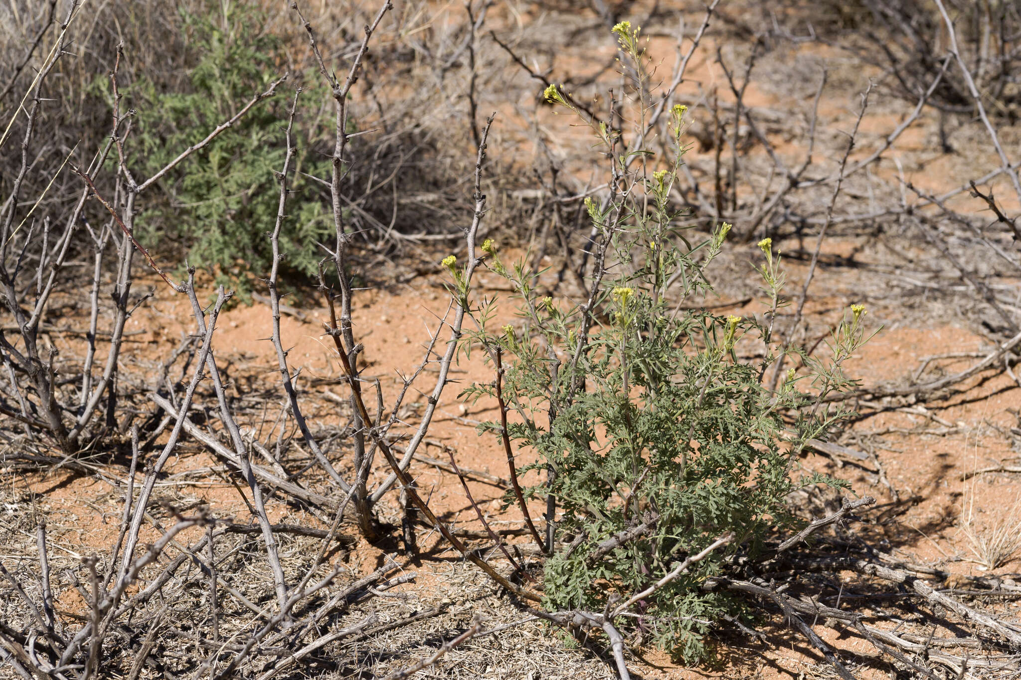 Image of western tansymustard