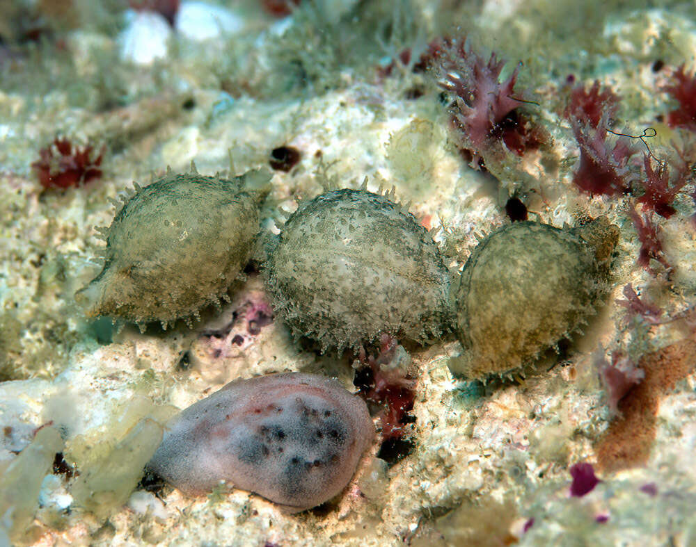 Image of chick-pea cowrie