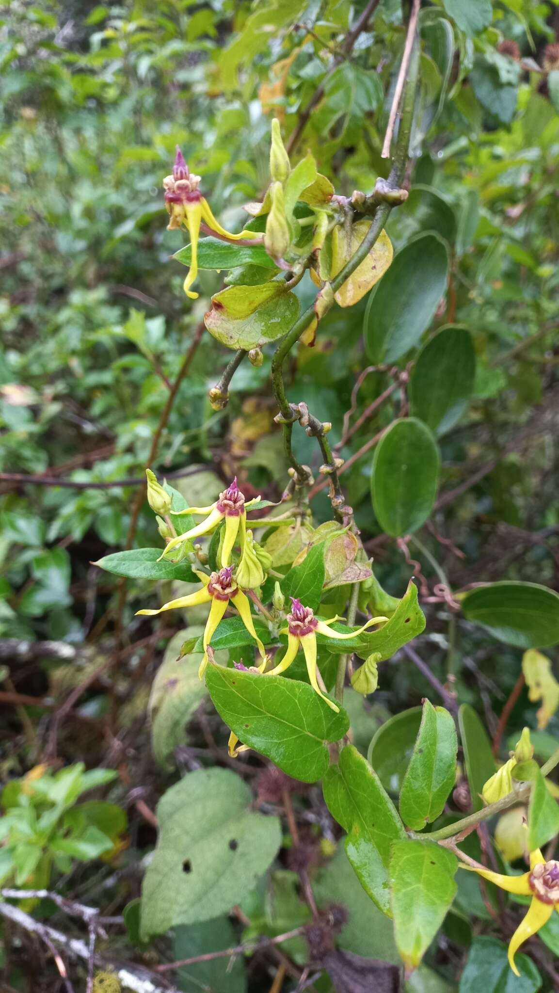 Image of Oxypetalum banksii Schult.